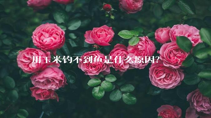 用玉米钓不到鱼是什么原因？